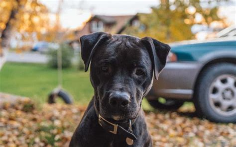 10 Lab Terrier Mix Dogs We Cant Get Enough Of Your Dog Advisor