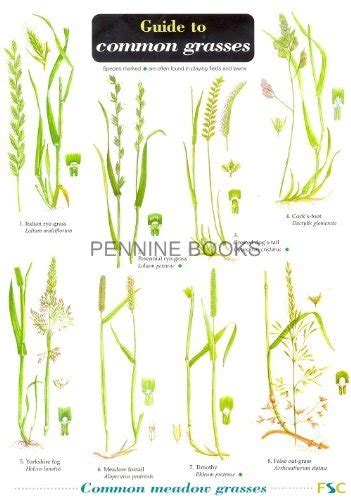 Guide To Common Grasses My Xxx Hot Girl