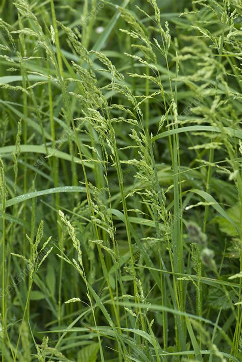 Smooth Meadow Grass Stock Image C0439158 Science Photo Library