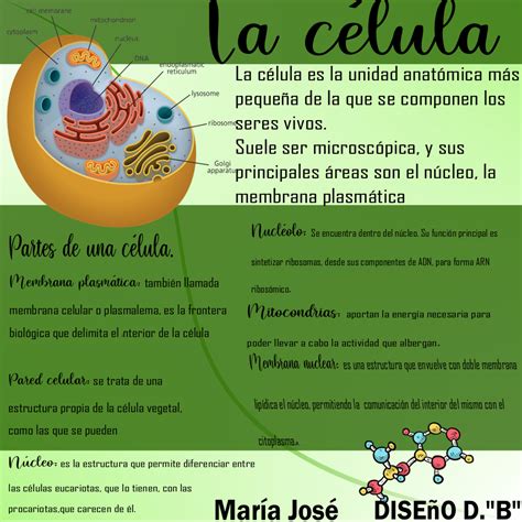Infografía Sobre La Célula Membrana Plasmática Celulas Titulos