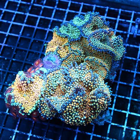 Ricordea Florida Combo Rock Blue Seas Aquariums