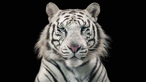 White Tiger Bengal Tiger Wallpapers Hd Wallpapers Id