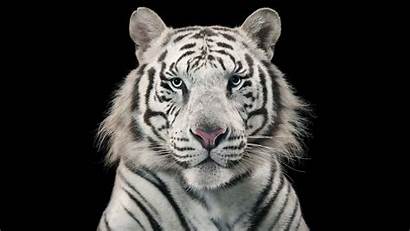 Tiger Bengal Wallpapers 1440 1080 2560