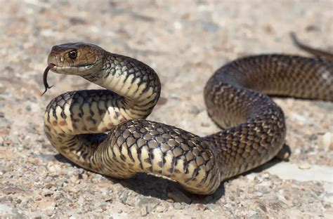 10 Most Dangerous Animals In Australia Planet Deadly