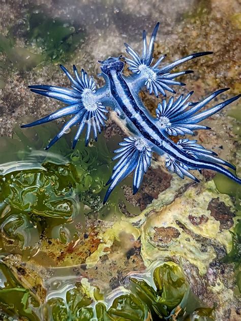 The Stunning Blue Dragon Glaucus Atlanticus Healthy Magazine