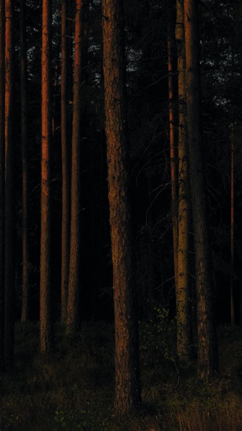 Download Wallpaper 1080x1920 Forest Trees Pines Dark Samsung Galaxy