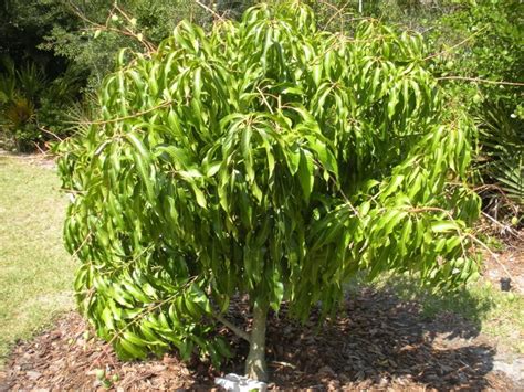 Lastly i would recommend yamagami at what kind of fruit trees grow well in the bay area peninsula? Image detail for -Dwarf Mango Trees - Tropical Fruits ...