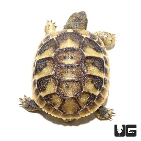 Baby Hermanns Tortoise For Sale Underground Reptiles