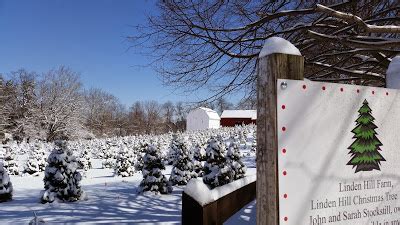 New jersey is the third smallest state and home to the northern red oak, its state tree. Linden Hill Christmas Tree Farm