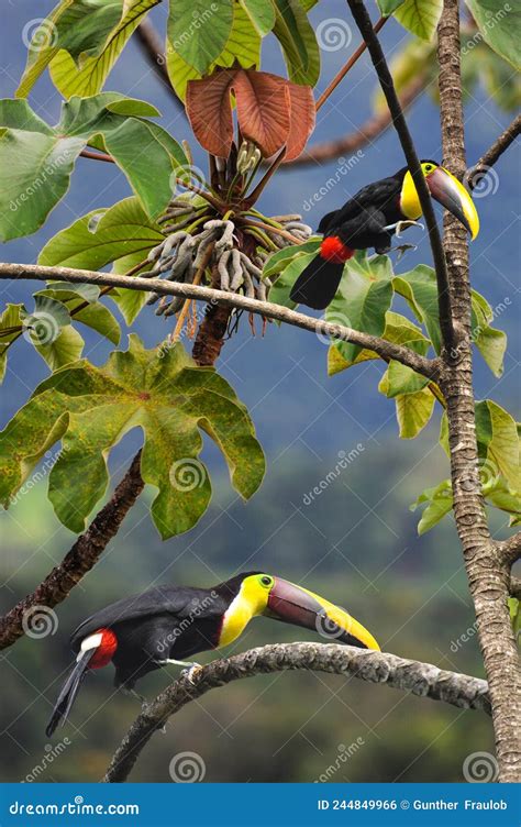 Two Chestnut Mandibled Toucans Jumping From Tree To Tree To Eat Fruits