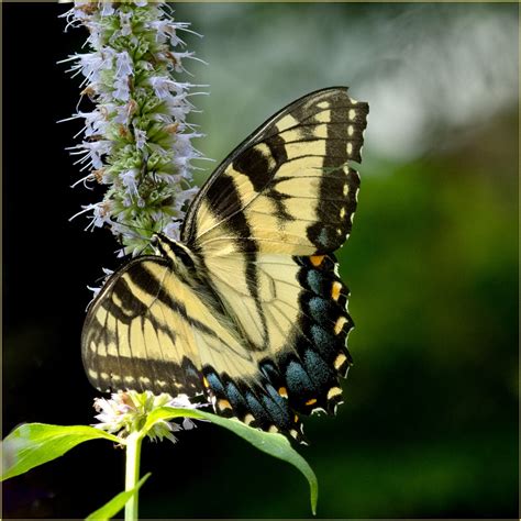 Appalachian Tiger Swallowtail By Taggart Ephotozine