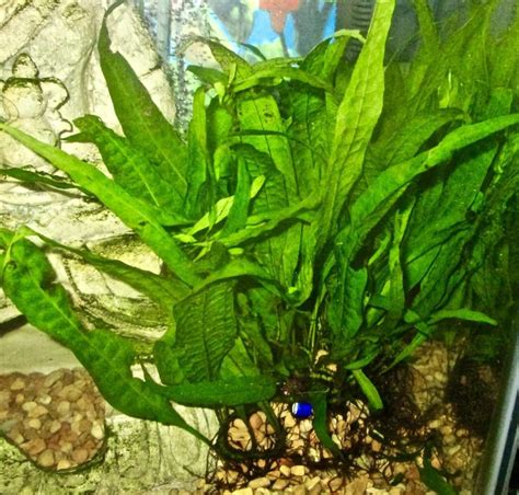 Java Fern Expert Guide On Species Planting And Propagation