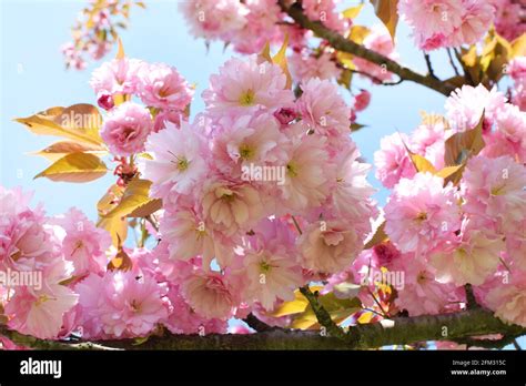Spring Blooming Sakura Tree With Beautiful Pink Flowers Japanese