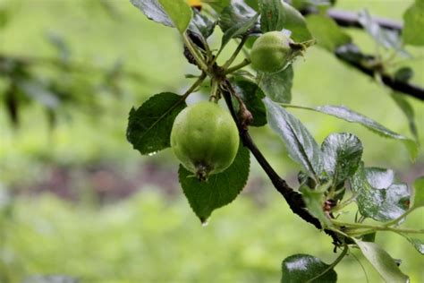 Reflections Of Katlupe Old Heirloom Apple Tree On Wordless Wednesday