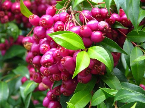 Australian Native Lilly Pilly Berries Fruit Trees Fruit Plants Fruit