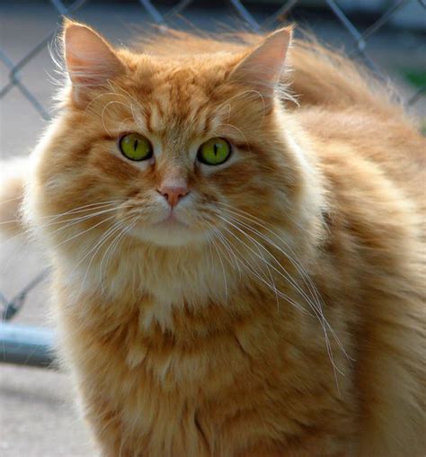 They are considered as sacred cats of burma, and their hair is usually white or cream in color with colorpoint markings. Long Haired Cat by Ashleys-Creations on deviantART | Long ...