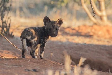 13 Wild Dog Pups Born At Kalahari Reserve Africa Geographic Wild
