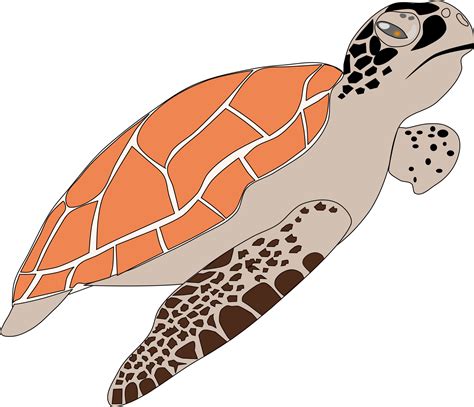 Cute Turtle Vector Turtle Clipart Png Image