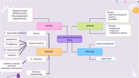 Mind Map Sistem Reproduksi Manusia Beserta Imagesee