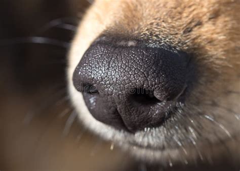 Dog`s Nose Stock Image Image Of Face Closeup Pretty 106392893