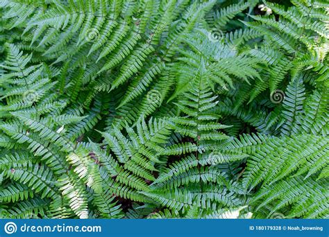 Ferns Stock Photo Image Of Nature Vibrant Plants 180179328