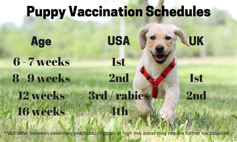 Pet Vaccination Regularly Requested Questions And Schedules The Bark