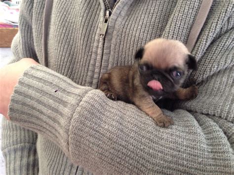 2 Kc Cute Pug Puppies For Sale Chessington Surrey
