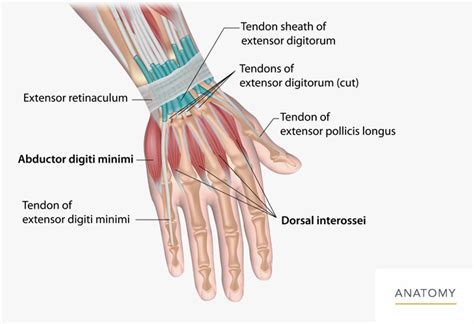 Hand Wrist Orthopedic Associates Of Northern California