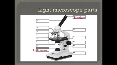 How To Properly Use A Compound Light Microscope Youtube