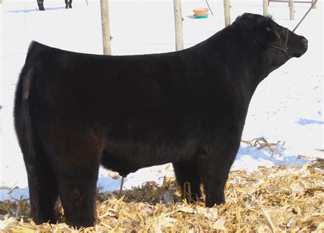 2014 Matt Lautner Cattle Online Bull Sale February 18th On Cw Cattle