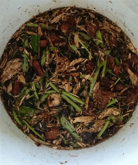 Rumput odot termasuk jenis rumput gajahan, tapi lebih disukai oleh kambing. PANDUAN MEMBUAT BAJA ORGANIK CECAIR - Rangkuman Cara ...