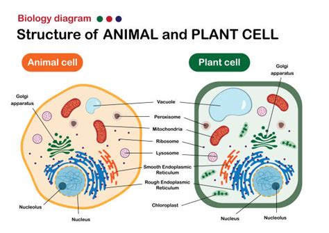Eukaryotic Cell Illustrations Royalty Free Vector Graphics And Clip Art