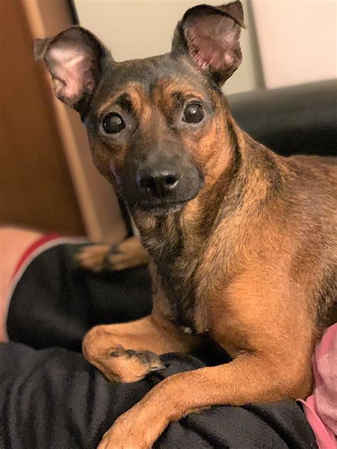 Dog Pictures – Every Dog Deserves A Home