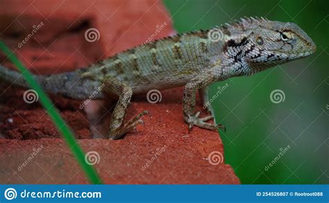 A Dragon Like Lizard Stock Image Image Of Imaginable 254526807