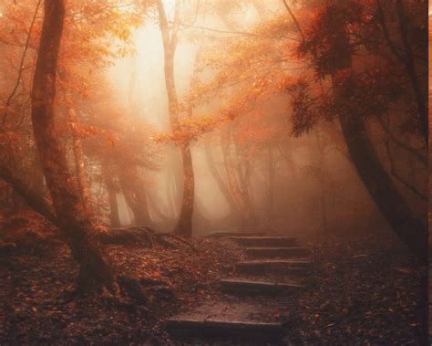 Nature Landscape Forest Path Mist Trees Sunlight Leaves Stairs