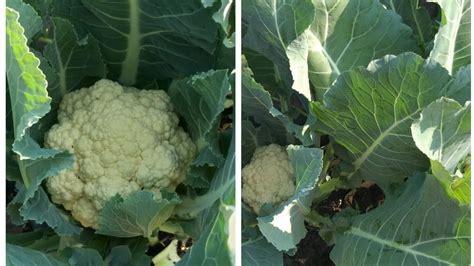 Cauliflower Plant Care Tips Step By Step How To Grow Cauliflower Plant