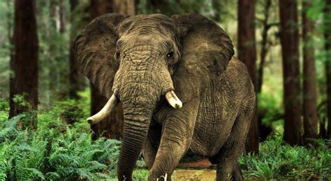 Elephants Endangered Species Facts