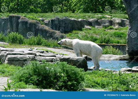 Polar Bear At The Zoo Stock Image Image Of Park Carnivore 192306675