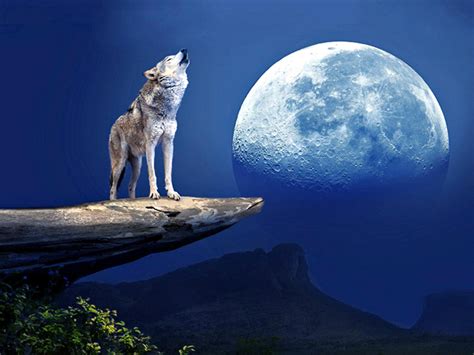 66 Wolf Howling At The Moon Wallpaper