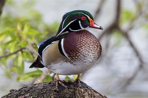 Wood Ducks Look Like Theyre Colored By Angels