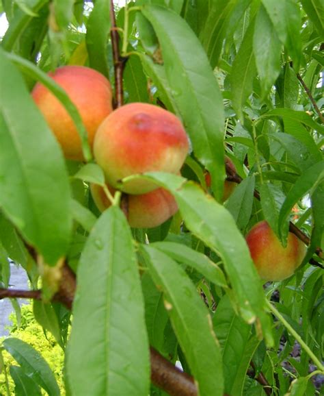Top 10 Easy To Grow Fruit Trees Top Inspired