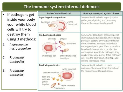 New Gcse Aqa 2016 Biology Communicable Diseases Lesson 9 Human Defence