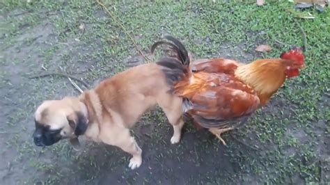 Perro Se Culeo A La Gallina Youtube