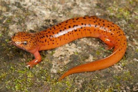 Are Salamanders Poisonous To Humans Or Pets Fully Answered