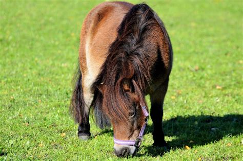 300 Free Small Horse And Horse Photos Pixabay