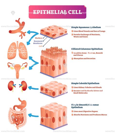Human Epithelial Tissue Diagram