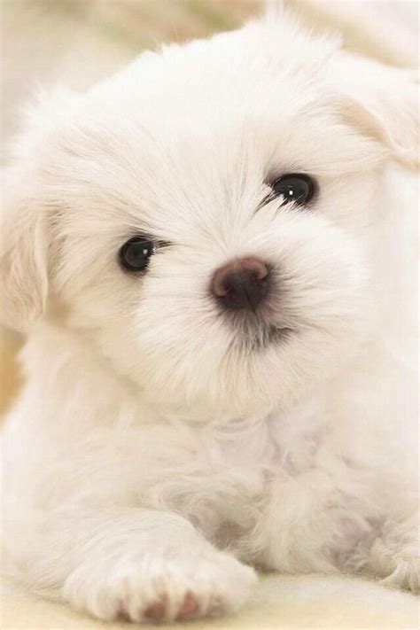 Africa Decesari On Twitter Maltese Puppy Puppies Cute Dogs