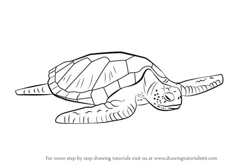 Learn How To Draw A Green Turtle Turtles And Tortoises Step By Step