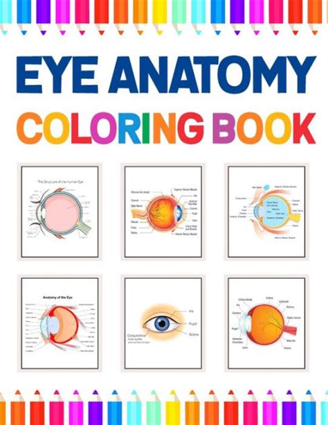 Eye Anatomy Coloring Book Human Eye Coloring And Activity Book For Kids