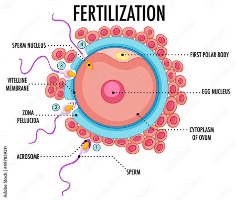 diagram showing fertilization in human stock vector adobe stock